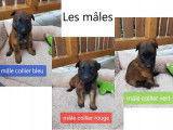 Magnifiques chiots Tervueren LOF à vendre