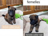 Magnifiques chiots Tervueren LOF à vendre