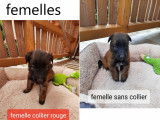 Magnifiques chiots Tervueren LOF à vendre