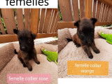 Magnifiques chiots Tervueren LOF à vendre
