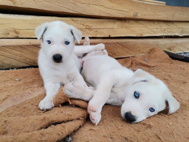 Chiots Alaskan Husky à vendre : Petite Annonce chien