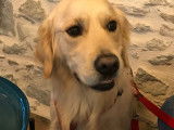 Golden mâle disponible pour saillie