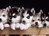Chiots Pomsky de qualité exceptionnelle à vendre