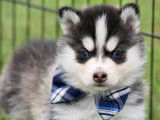 Chiots Pomsky de qualité exceptionnelle à vendre