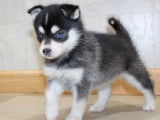 Chiots Pomsky de qualité exceptionnelle à vendre
