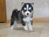 Chiots Pomsky de qualité exceptionnelle à vendre