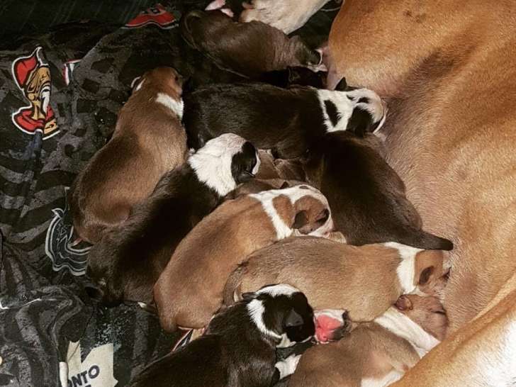 Chiots de race Pitbull à vendre (7 femelles & 8 mâles)