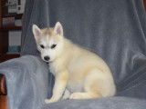 Élégants chiots Siberian Husky, LOF : deux femelles, couleur grise, à réserver pour le 10/10/2021