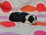Splendides chiots Border Collie, LOF, bicolores, à réserver pour le 18 octobre 2021 : deux femelles et trois mâles