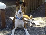 De race Basenji disponible pour saillie