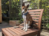De race Basenji disponible pour saillie