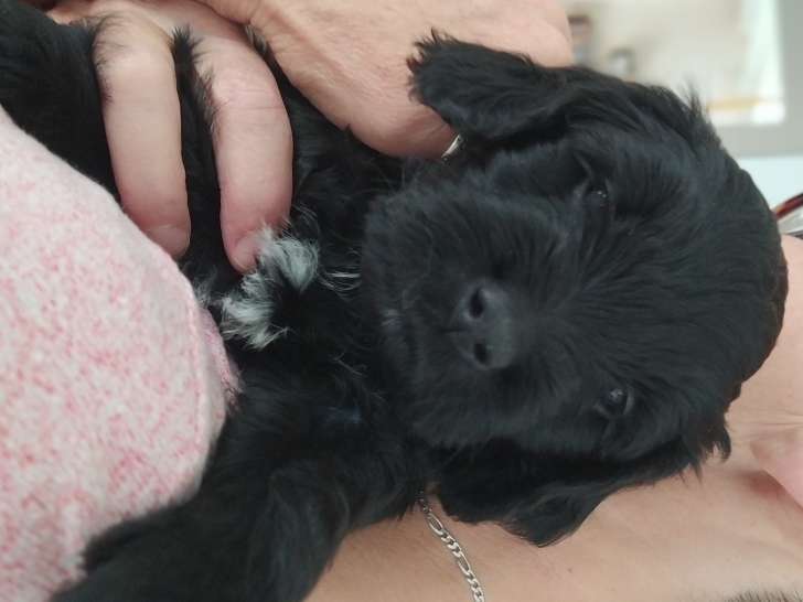 Deux superbes  Chien d'Eau Portugais à vendre