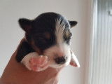 Magnifiques chiots Border Collie à vendre
