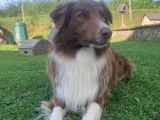 Magnifiques chiots Border Collie à vendre