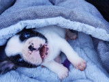 Chiot mâle Bouledogue Français à vendre