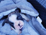 Chiot mâle Bouledogue Français à vendre