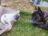 Chiot mâle Bouledogue Français à vendre