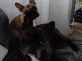 Chiot mâle Bouledogue Français à vendre