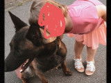 Chiots Malinois LOSH à naître