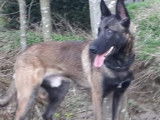 Chiots Malinois LOSH à naître