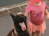 Chiots Malinois LOSH à naître