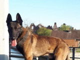 Chiots Malinois LOSH à naître