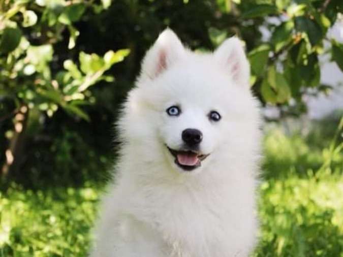 Magnifiques Pomsky toy à vendre