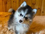 Magnifiques Pomsky toy à vendre