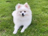 Recherche chienne Spitz Nain pour saillie