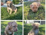 Chiots Américan Bully Pocket à vendre