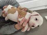 Chiots de race American Bully à vendre (4 femelles & 9 mâles)