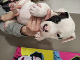 Chiots de race American Bully à vendre (4 femelles & 9 mâles)
