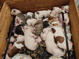 Chiots de race American Bully à vendre (4 femelles & 9 mâles)