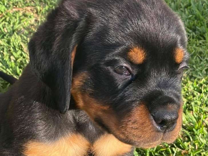 Chiots Rottweillers Lof A Vendre Petite Annonce Chien