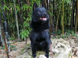 Perkyn Schipperke LOF disponible pour saillie