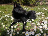 Perkyn Schipperke LOF disponible pour saillie