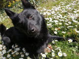 Perkyn Schipperke LOF disponible pour saillie