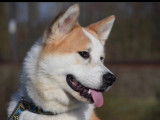 Akita Inu à vendre