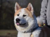 Akita Inu à vendre
