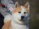 Akita Inu à vendre