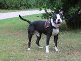 Mâle adulte croisé de type dogue 6 ans 1/2 robe noir et blanche à adopter