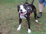 Mâle adulte croisé de type dogue 6 ans 1/2 robe noir et blanche à adopter