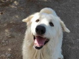 Petites Annonces Chien De Montagne Des Pyrenees Adoption Vente Don Saillie