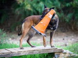 Mâle adulte de type Berger Belge Malinois robe fauve 7 ans 1/2 à adopter
