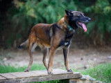 Mâle adulte de type Berger Belge Malinois robe fauve 7 ans 1/2 à adopter