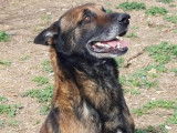 Mâle adulte de type Berger Belge Malinois robe fauve 7 ans 1/2 à adopter