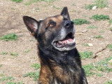 Mâle adulte de type Berger Belge Malinois robe fauve 7 ans 1/2 à adopter