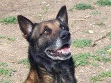 Mâle adulte de type Berger Belge Malinois robe fauve 7 ans 1/2 à adopter