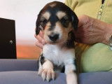 Chiots Salukis à vendre
