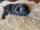 Chiots Bouledogues Français pedigree Saint-Hubert LOSH